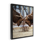 Elk In Rut Rocky Mountain National Park Colorado Wildlife Framed Canvas Print Gallery Image 2