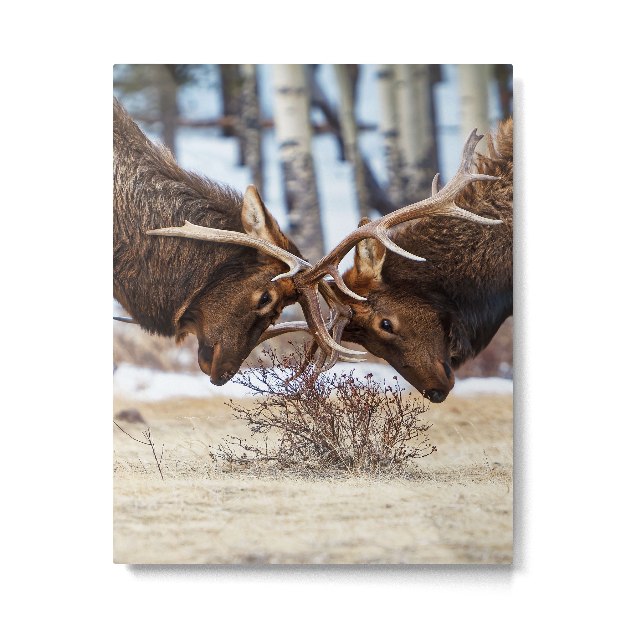 Elk In Rut Rocky Mountain National Park Colorado Wildlife Metal Print Gallery Image 4