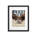Elk In Rut Rocky Mountain National Park Colorado Wildlife Framed Art Print Gallery Image 5