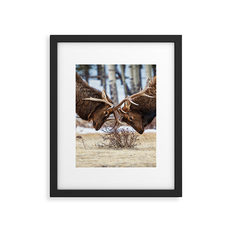 Elk In Rut Rocky Mountain National Park Colorado Wildlife Framed Art Print Gallery Image 5