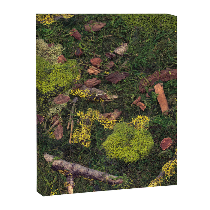 Forest Floor Canvas Print Gallery Image 1