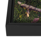 Forest Floor Framed Canvas Print Gallery Image 3