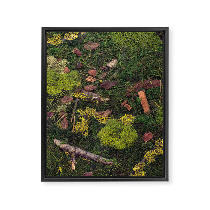Forest Floor Framed Canvas Print Gallery Image 1