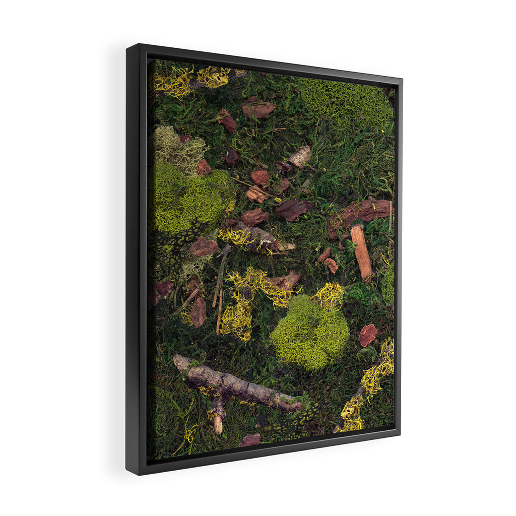 Forest Floor Framed Canvas Print Gallery Image 2