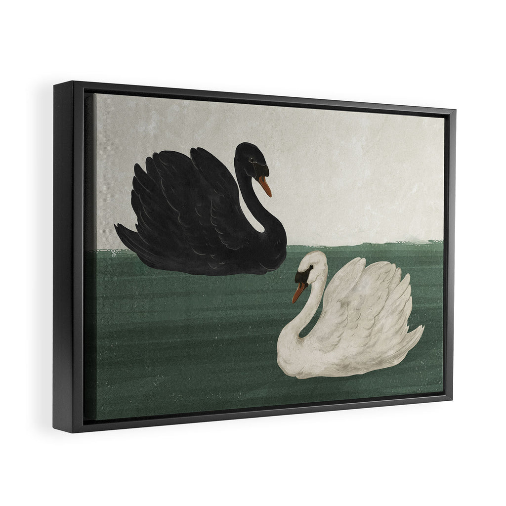 Black Swan White Swan Framed Canvas Print Gallery Image 2