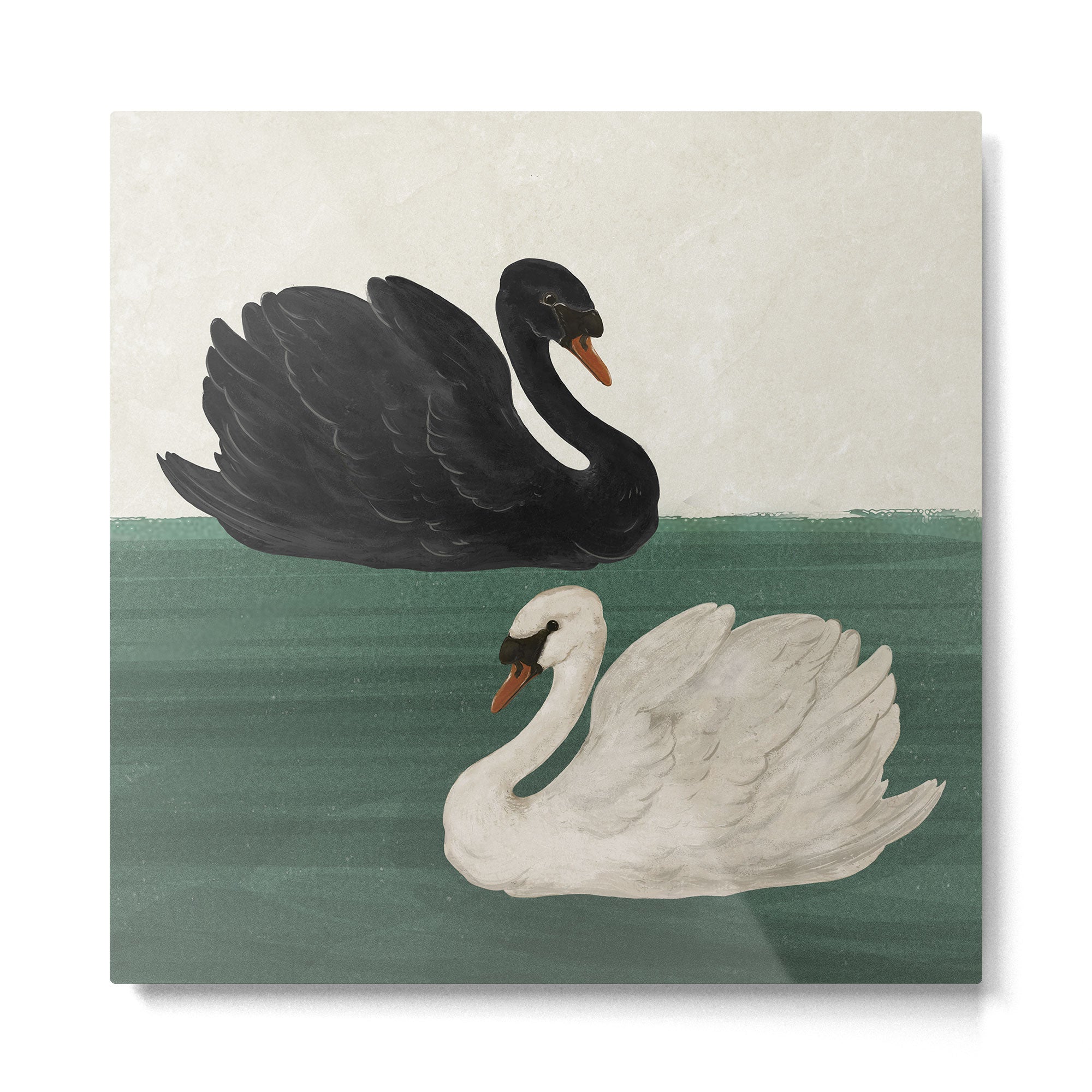 Black Swan White Swan Metal Print Gallery Image 2