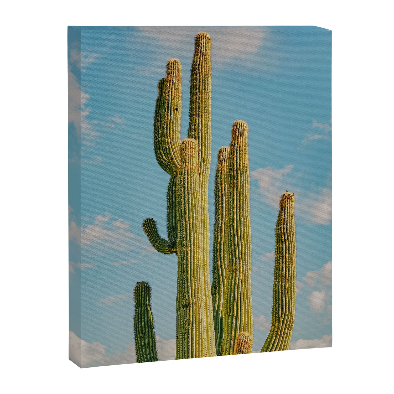 SKY CACTUS Canvas Print Gallery Image 6