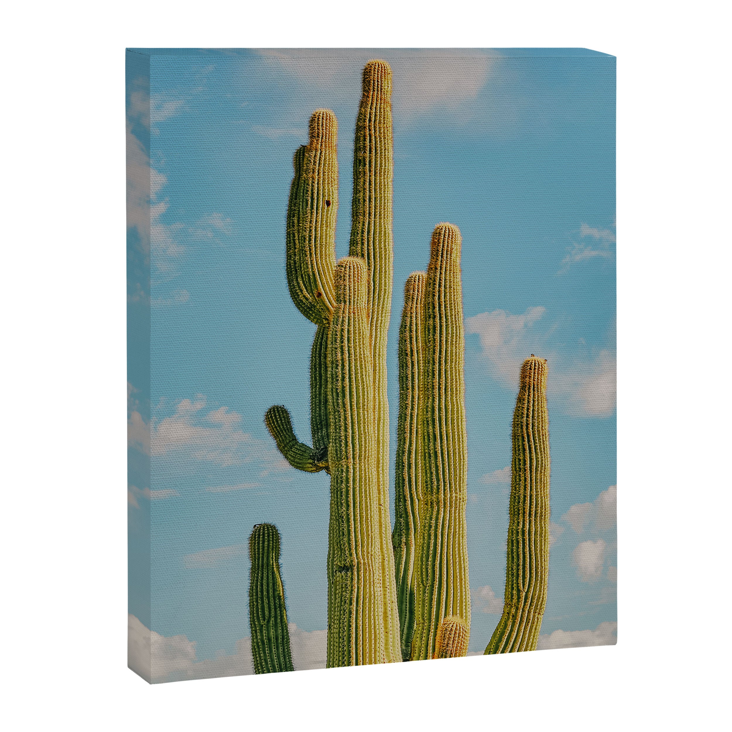 SKY CACTUS Canvas Print Gallery Image 6
