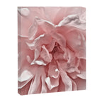 Pink Blush Rose Canvas Print Gallery Image 8