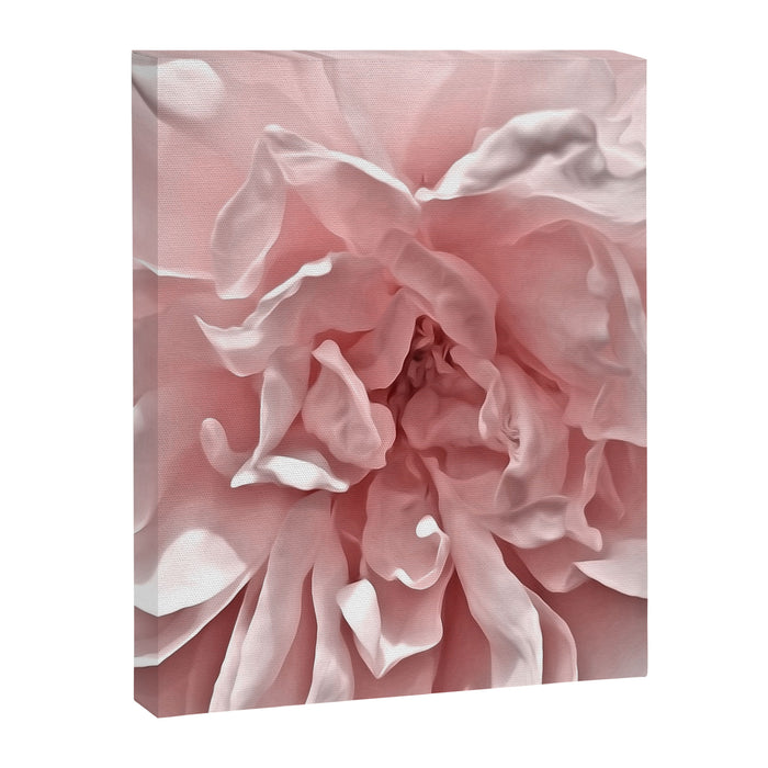Pink Blush Rose Canvas Print Gallery Image 1