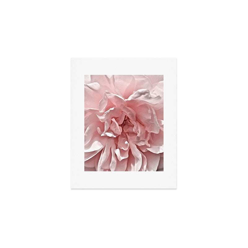 Pink Blush Rose Art Print Gallery Image 1