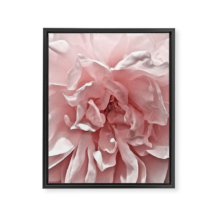 Pink Blush Rose Framed Canvas Print Gallery Image 1