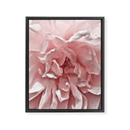 Pink Blush Rose Framed Canvas Print Gallery Image 8
