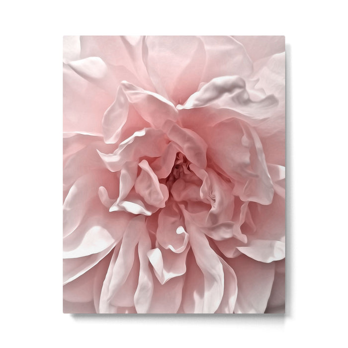Pink Blush Rose Metal Print Gallery Image 1
