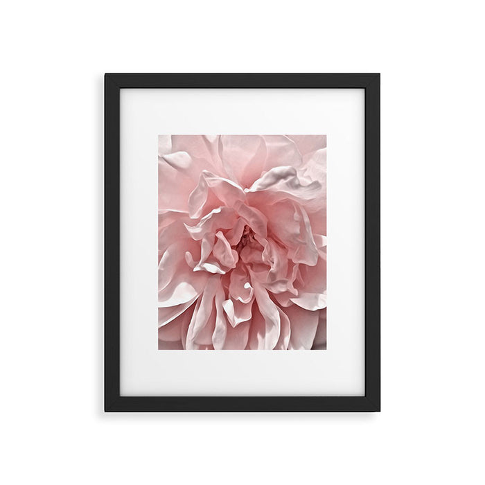 Pink Blush Rose Framed Art Print Gallery Image 1
