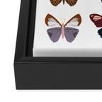 Pink Butterflies Framed Canvas Print Gallery Image 3