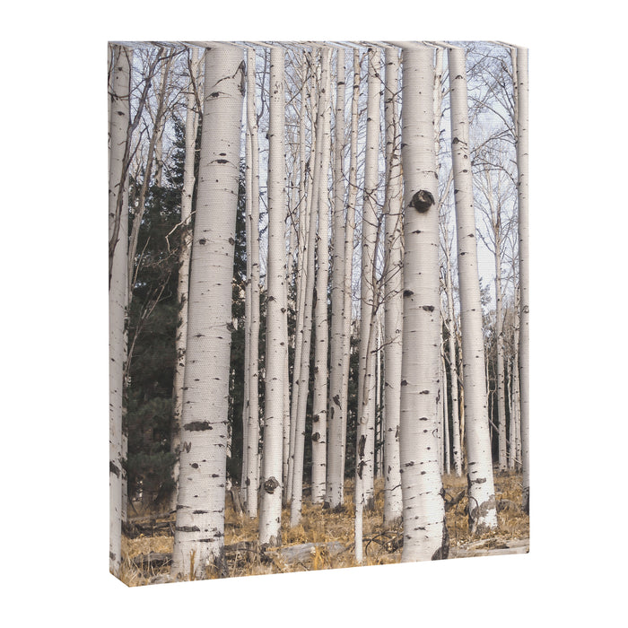 Tall Birch Forest Canvas Print Gallery Image 1