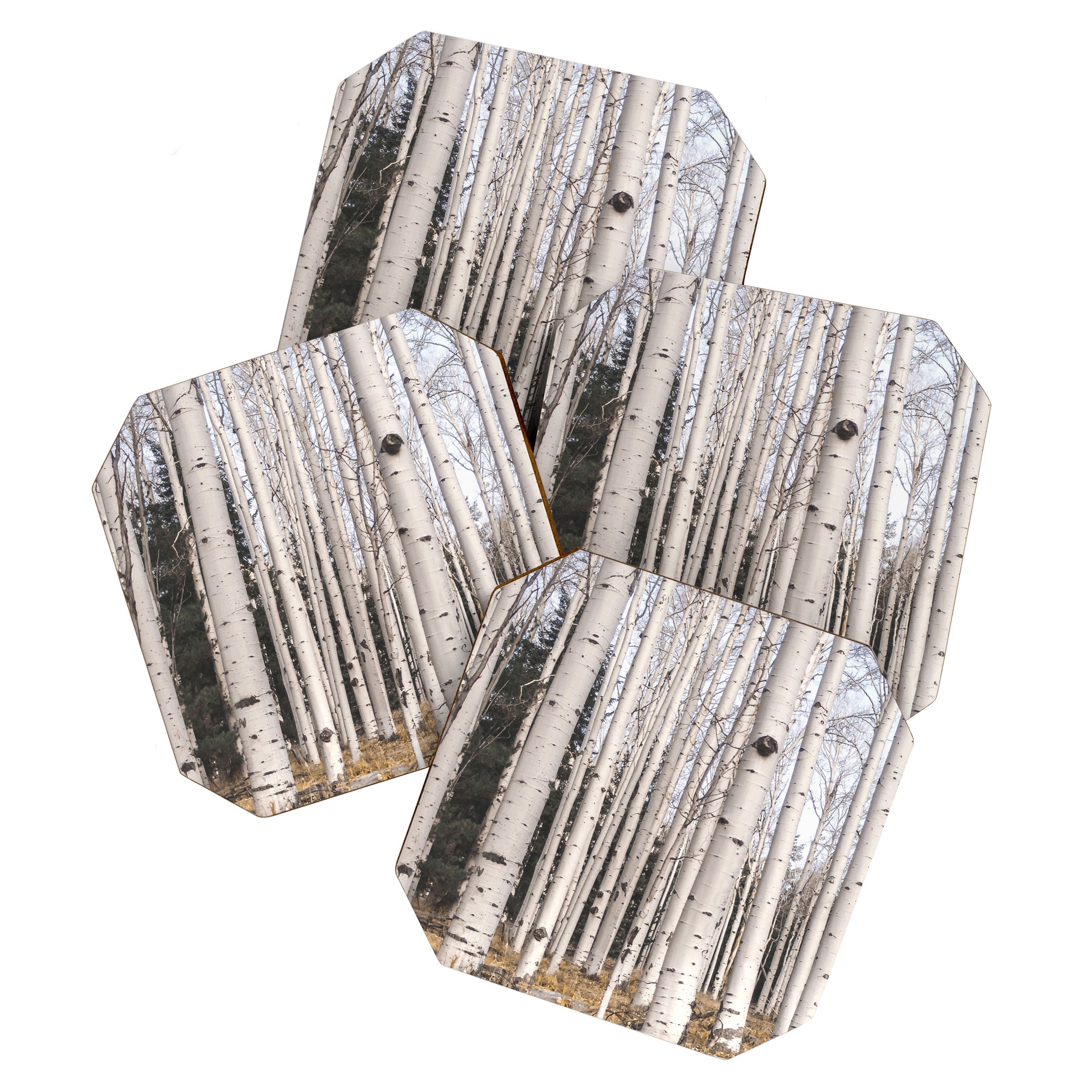 Tall Birch Forest Coaster Gallery Image 1