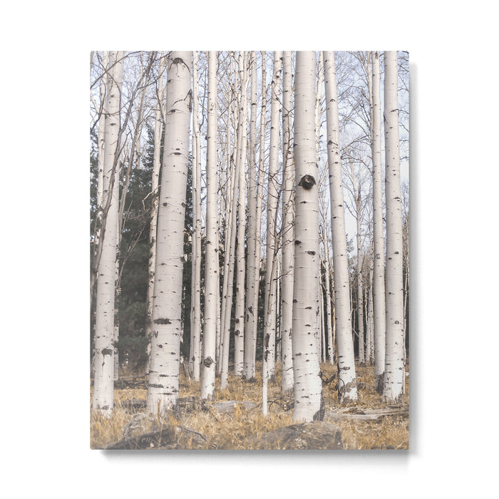 Tall Birch Forest Metal Print Gallery Image 1