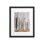 Tall Birch Forest Framed Art Print Gallery Image 5
