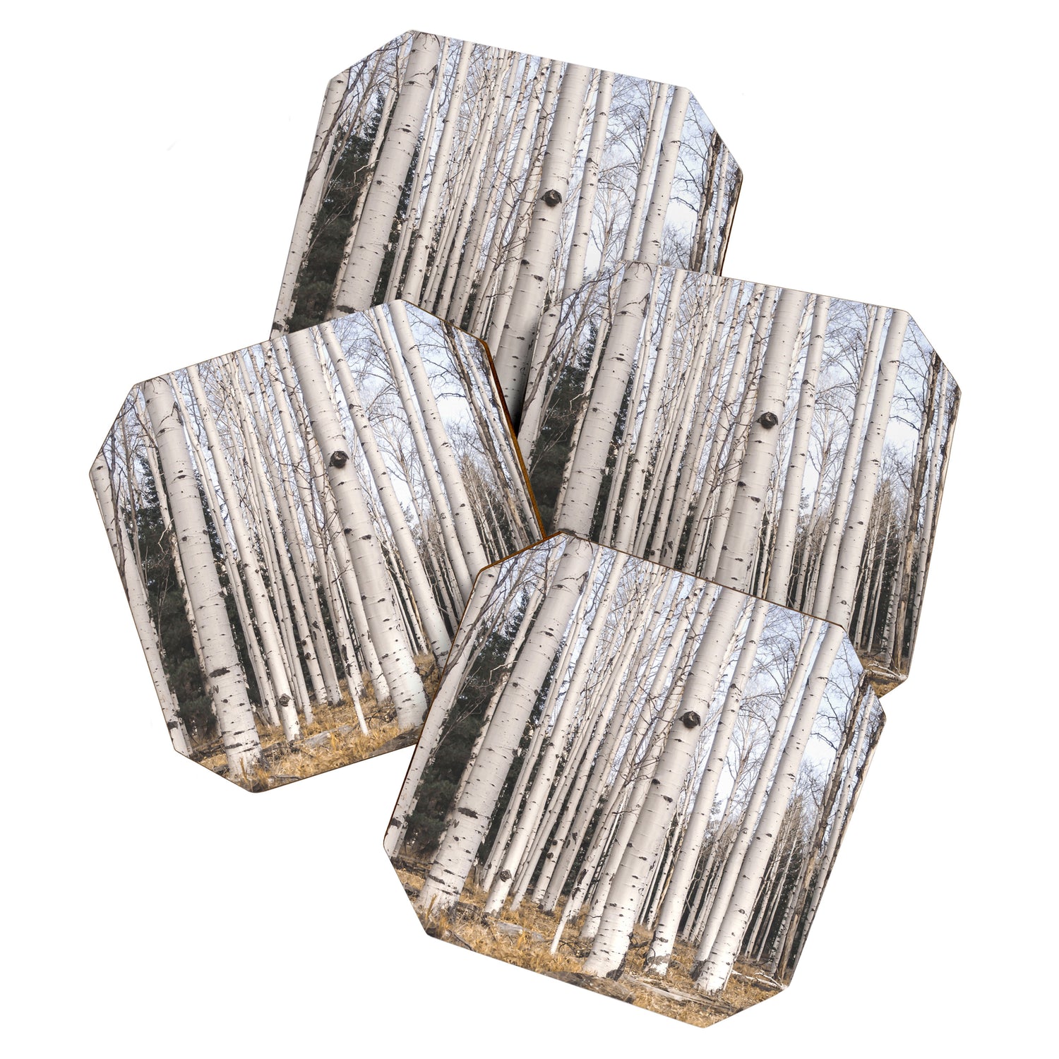 Trees of Reason - Birch Forest Coaster Gallery Image 1
