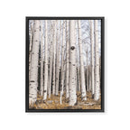 Trees of Reason - Birch Forest Framed Canvas Print Gallery Image 8