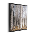Trees of Reason - Birch Forest Framed Canvas Print Gallery Image 2