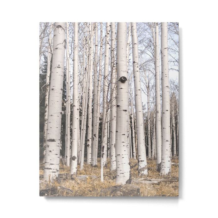 Trees of Reason - Birch Forest Metal Print Gallery Image 1