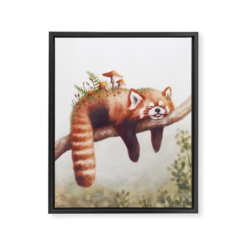 Sleepy Red Panda Framed Canvas Print Gallery Image 8
