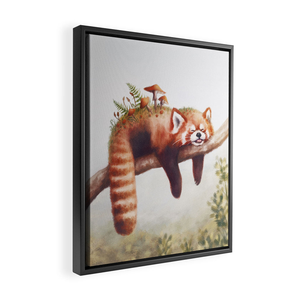 Sleepy Red Panda Framed Canvas Print Gallery Image 2