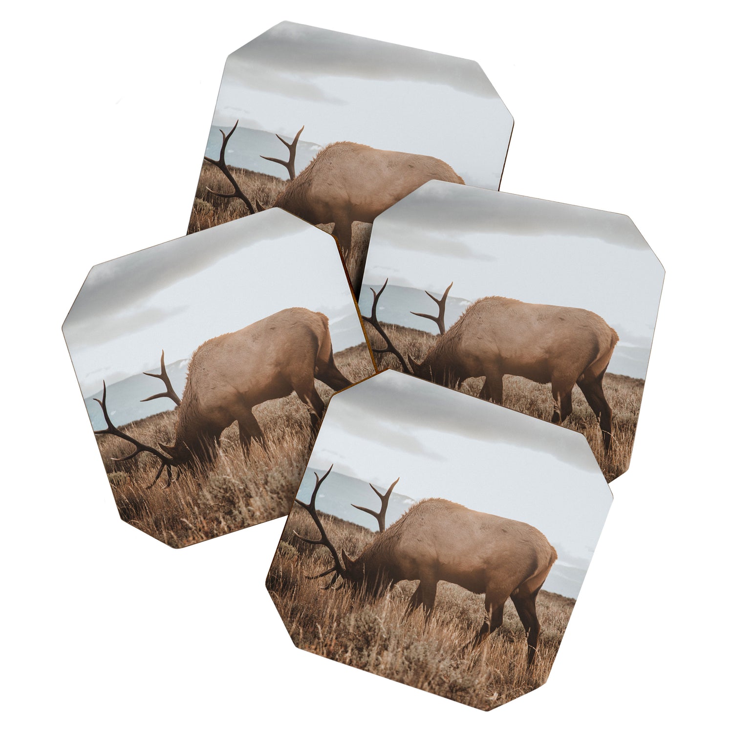 Wyoming Coaster Gallery Image 1