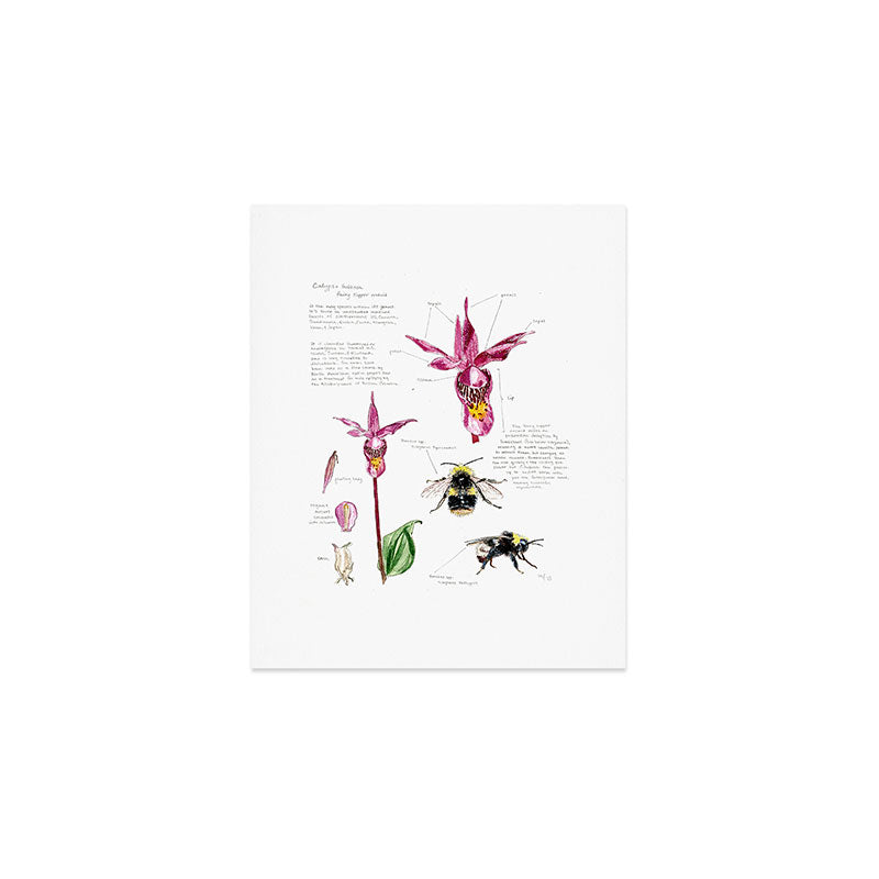 Calypso Print Art Print Gallery Image 1