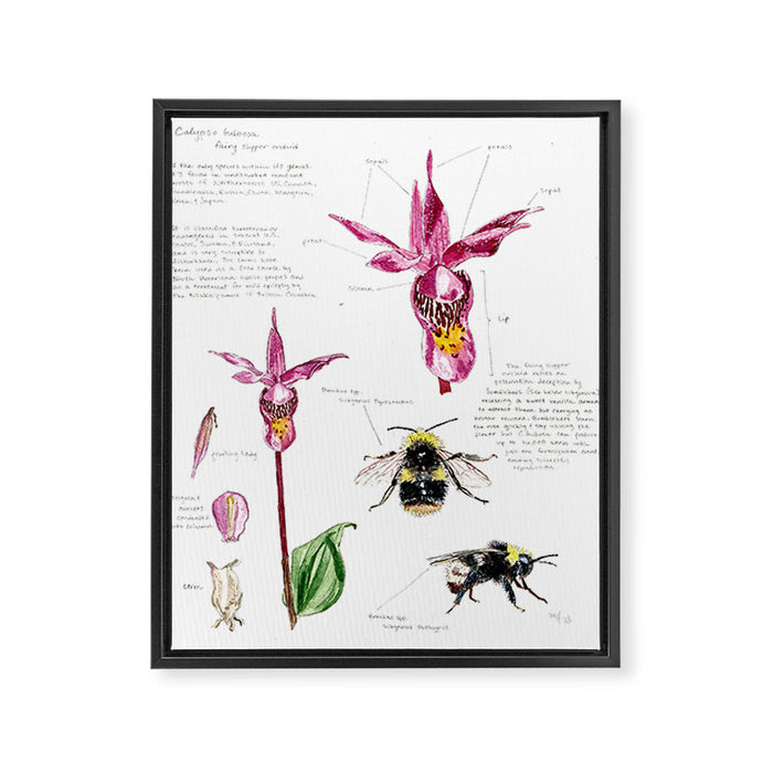 Calypso Print Framed Canvas Print Gallery Image 1