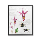 Calypso Print Framed Canvas Print Gallery Image 6