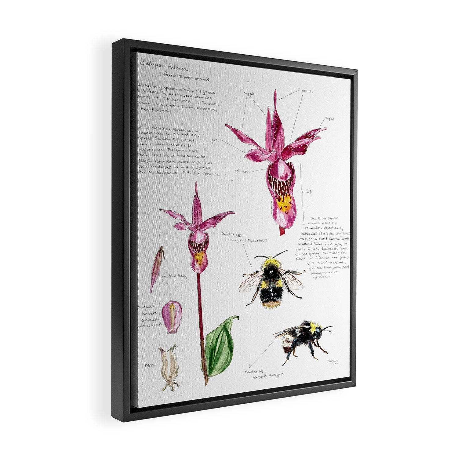 Calypso Print Framed Canvas Print Gallery Image 2