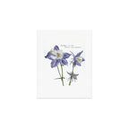 Colorado Columbine  Art Print Gallery Image 1