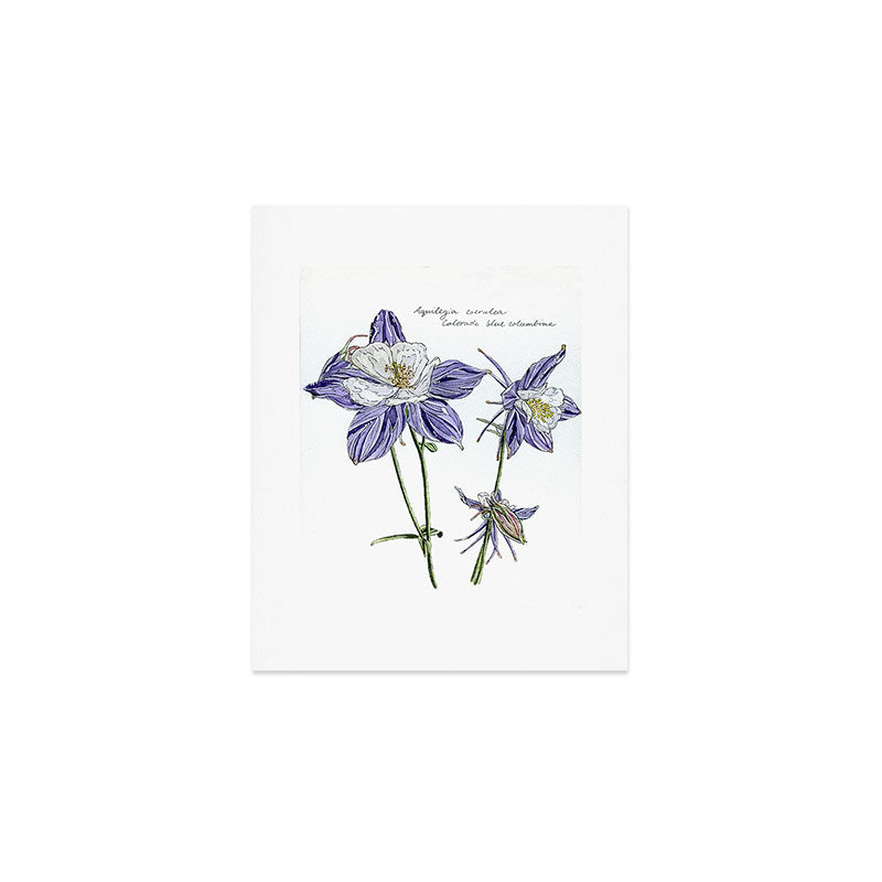 Colorado Columbine  Art Print Gallery Image 1