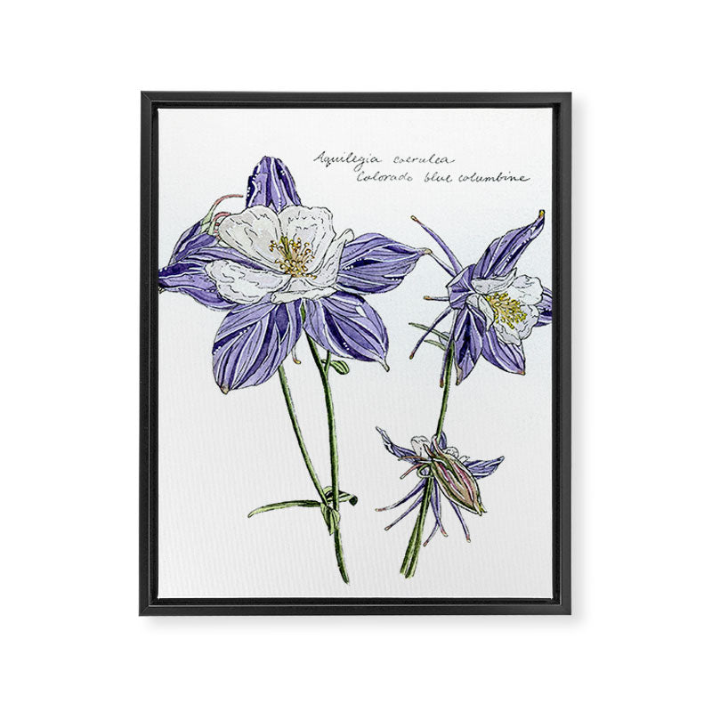Colorado Columbine  Framed Canvas Print Gallery Image 6