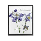 Colorado Columbine  Framed Canvas Print Gallery Image 6