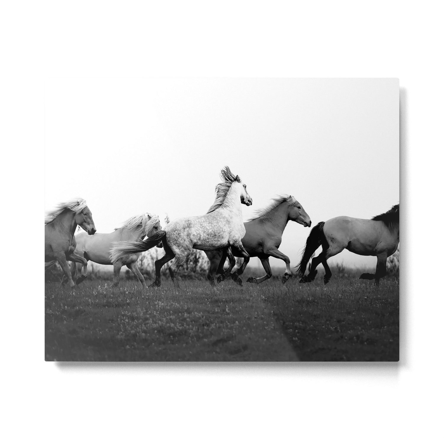 Art in motion - running horses black and white Metal Print Gallery Image 4