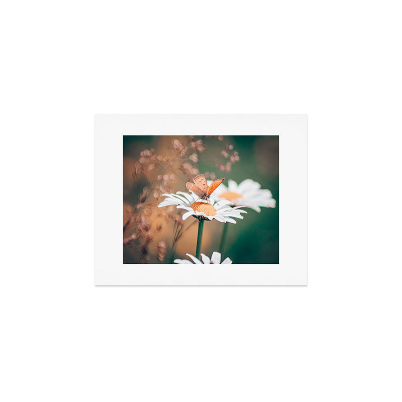 Butterfly on a daisy flower - summer nights Art Print Gallery Image 1