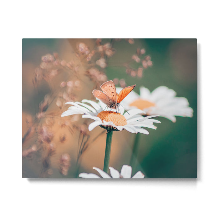 Butterfly on a daisy flower - summer nights Metal Print Gallery Image 1