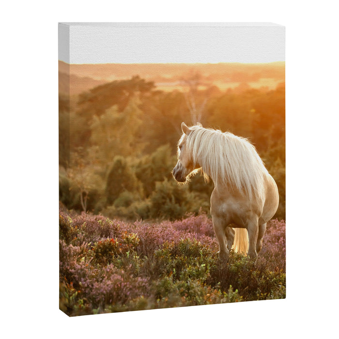 Haflinger horse on the blooming hill - Sunset equine photography Canvas Print Gallery Image 1