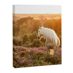 Haflinger horse on the blooming hill - Sunset equine photography Canvas Print Gallery Image 6