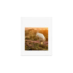 Haflinger horse on the blooming hill - Sunset equine photography Art Print Gallery Image 1