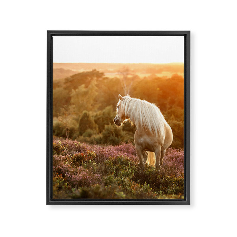 Haflinger horse on the blooming hill - Sunset equine photography Framed Canvas Print Gallery Image 6