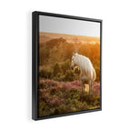 Haflinger horse on the blooming hill - Sunset equine photography Framed Canvas Print Gallery Image 2
