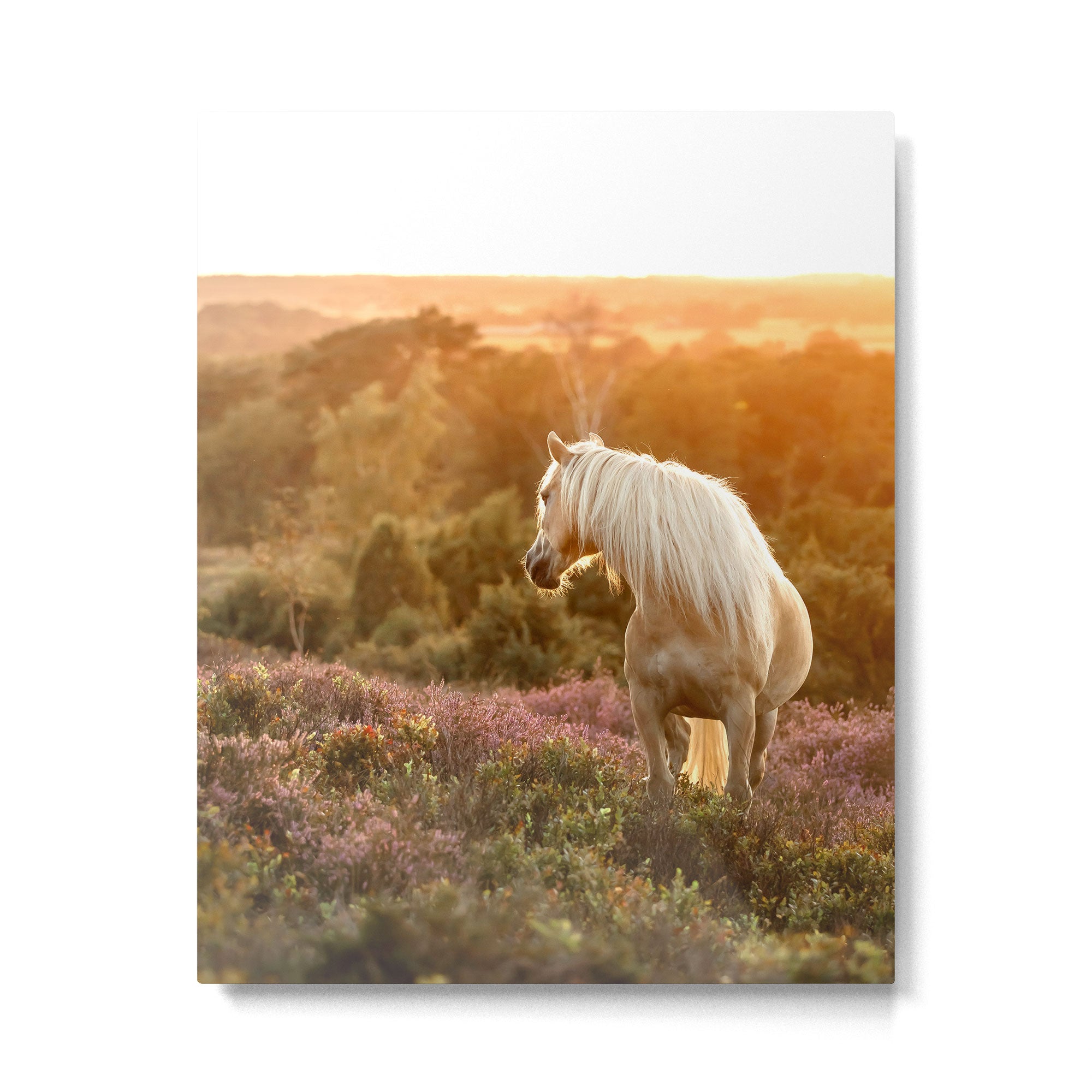 Haflinger horse on the blooming hill - Sunset equine photography Metal Print Gallery Image 4