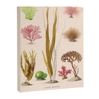 Algae from "Le Monde de la Mer," 1866 (benefitting The Nature Conservancy) Canvas Print Gallery Image 6