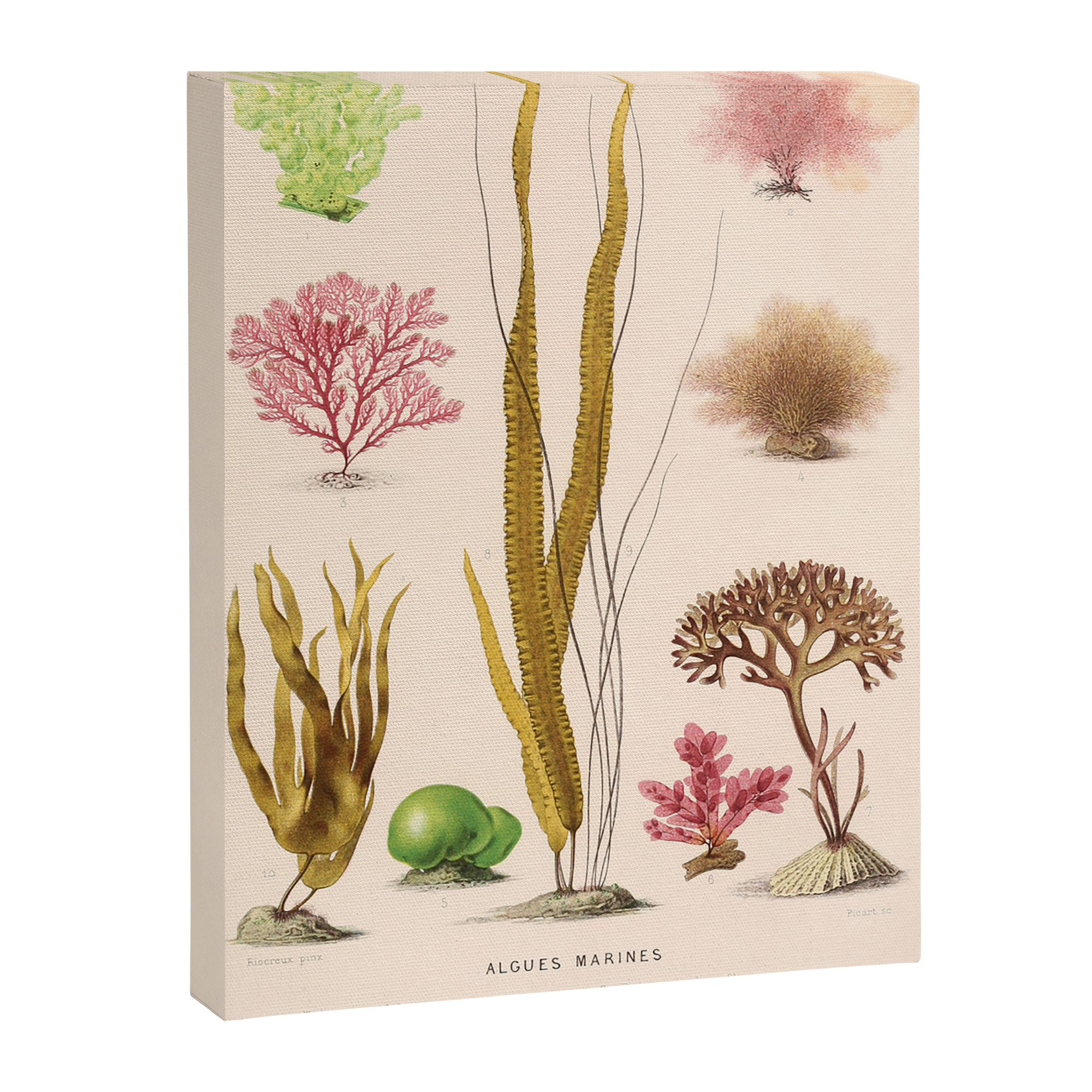 Algae from "Le Monde de la Mer," 1866 (benefitting The Nature Conservancy) Canvas Print Gallery Image 6